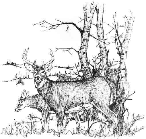 whitetails.jpg (33003 bytes)