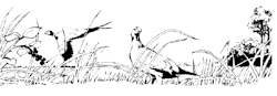 bushbirds - pen and ink
