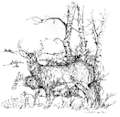 whitetails - Pen and Ink